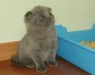 Как приучить котенка к лотку?
